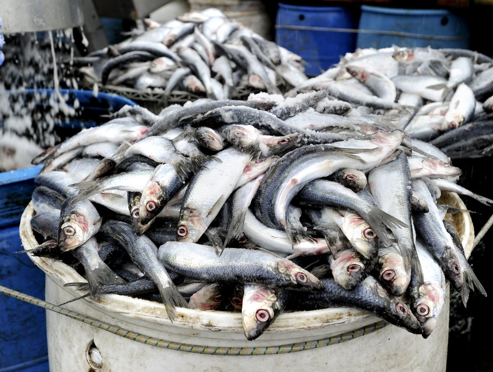 Effective Sunday, the in-shore Atlantic herring fishery in the Gulf of Maine will be closed.