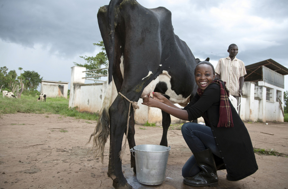 A Miss Uganda contestant learns how to milk a cow at the Bukalasa Agricultural College in Wobulenzi. The women are being judged for the enthusiasm and creativity they show.