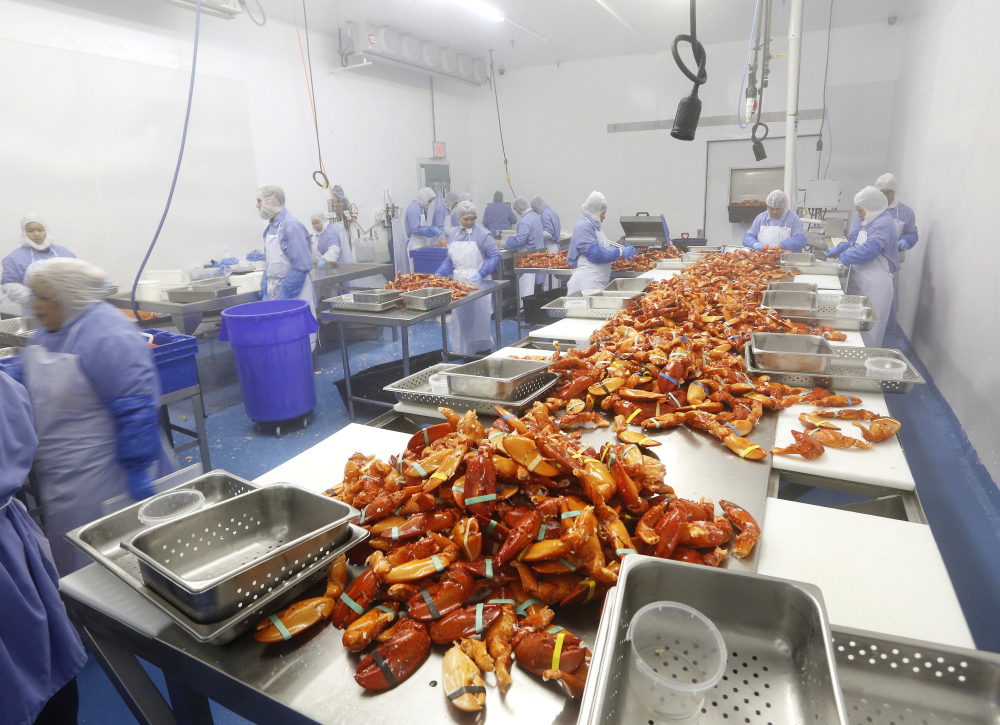 Workers process cooked lobster claws at Cape Seafood, one of several companies that have opened plants or expanded since 2010 to try to add value to Maine’s annual $365 million lobster harvest.