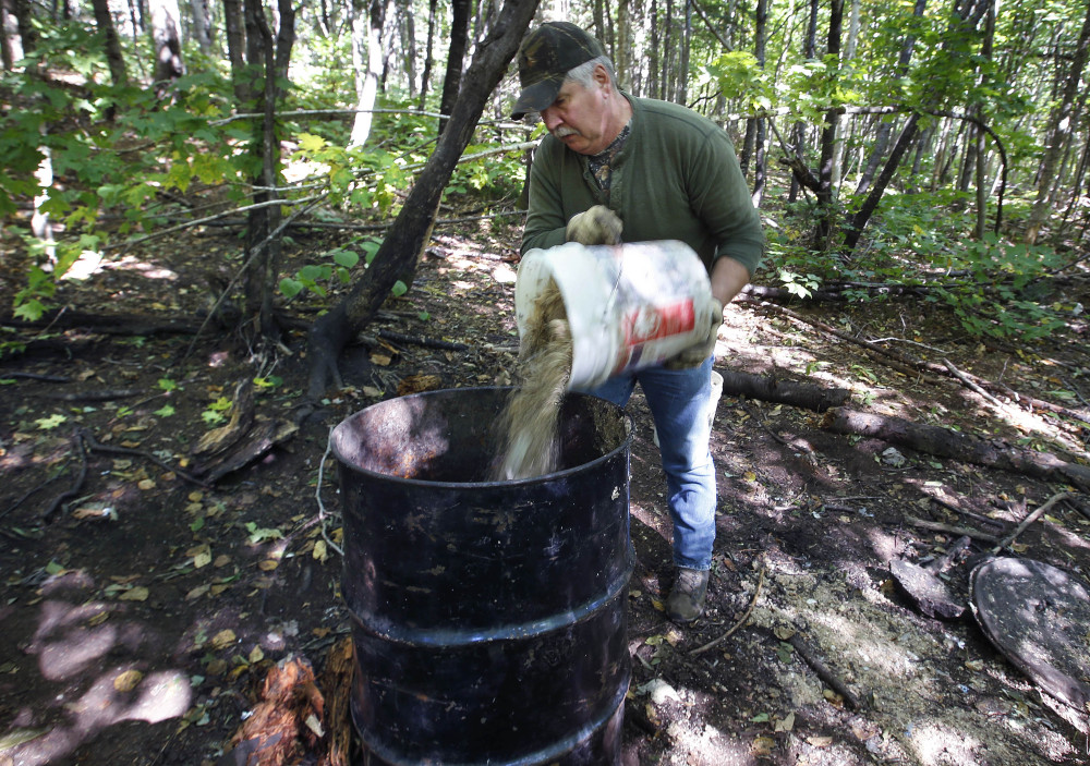 Bob Parker, owner of Stony Brook Outfitters, dumps a mix of doughnuts and granola into a barrel at a bear-hunting bait site near Wilton. A Maine ballot question that will ask residents if they want to abolish three forms of bear hunting is attracting the attention of hunters and animal rights advocates around the country. If voters decide to ban the use of bait, dogs, and traps to hunt black bears, Parker says he’ll be out of business.