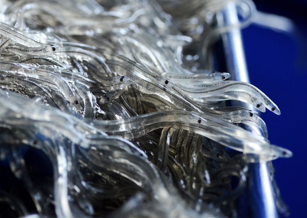 Almost all the elvers, or glass eels, caught in the United States are harvested in Maine.