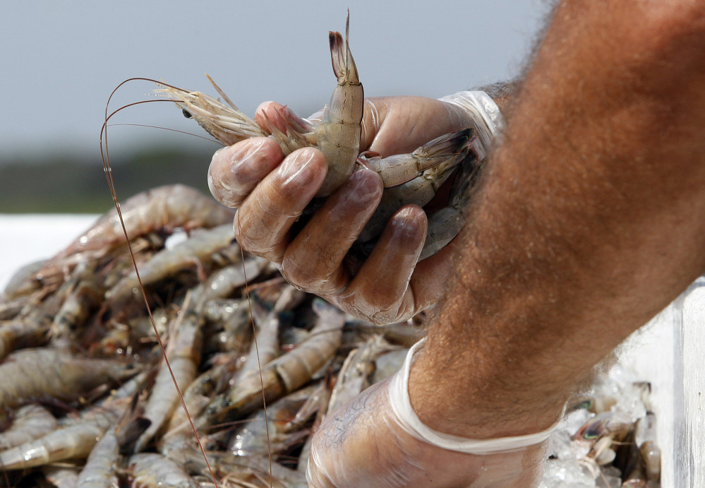 Fisherman Ted Petrie picks through shrimp on his boat in Grand Isle, La. A DNA-based survey of shrimp sold across the country suggests consumers can’t be sure what they’re getting just by looking at the product label or restaurant menu.