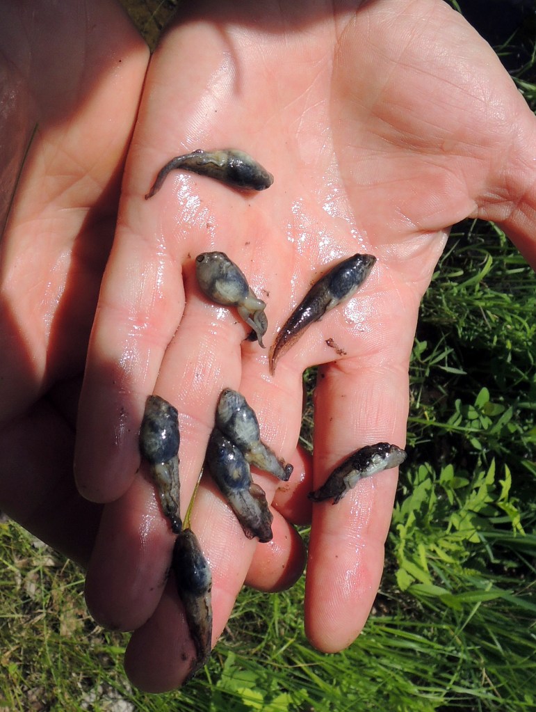 This June 2013 photo provided by Nat Thoreau Wheelwright shows dead wood-frog tadpoles from a pond in Brunswick.  Wheelwright determined that Ranavirus killed off more than 200,000 of the tadpoles during a 21-hour period. The Associated Press