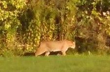 A Scarborough woman took a photograph of this animal wandering through her backyard on Sept. 26.