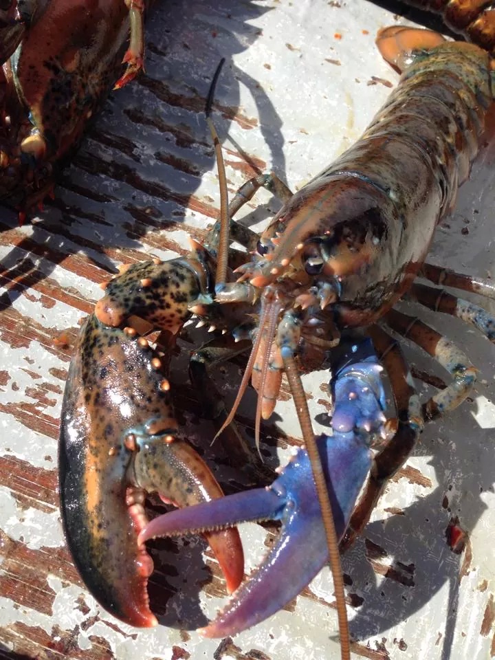 Mike Billings pulled this lobster up in a trap in Penobscot Bay on Thursday. The lobster apparently lost its pincher claw and regenerated a blue one.