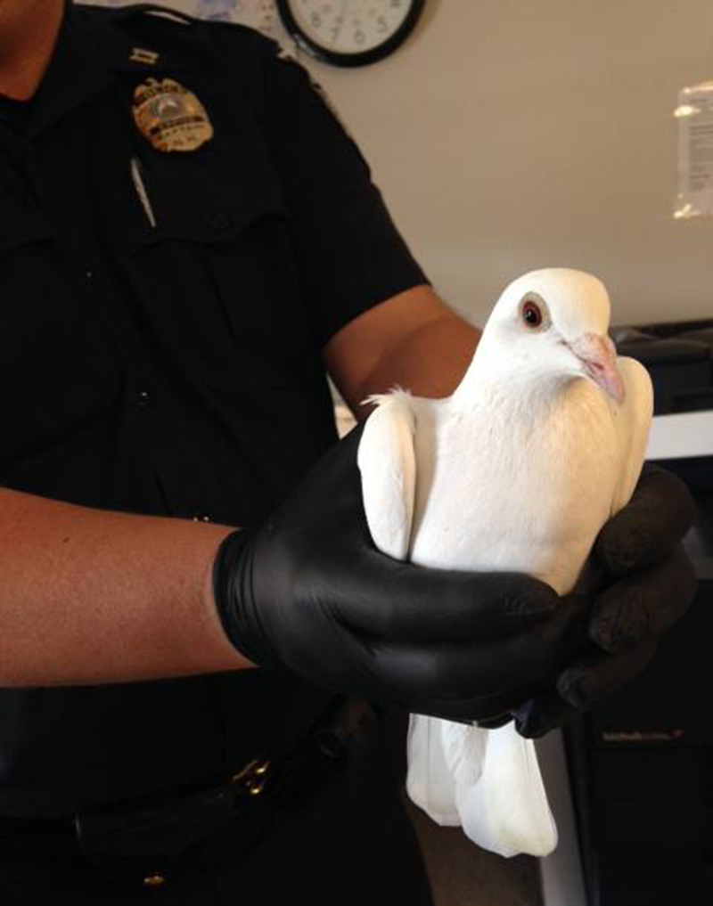 A police officer holds the wayward homing pigeon in this photo posted on the Epping Police Department's Facebook page.