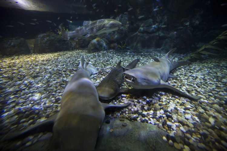 Some sharks just want to make friends, but others ride alone. Reuters