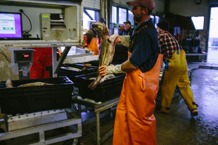 Large cod are sorted into bins, and weighed before being packed at the Portland Fish Exchange on Wednesday. New federal regulation on cod prevents 'incidental' cod catch from exceeding 200 pounds. Whitney Hayward/Staff Photographer