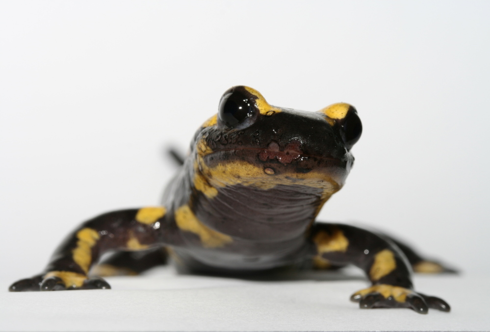 A fire salamander with B. salamandrivorans is already suffering from skin lesions in this photo taken in Belgium.