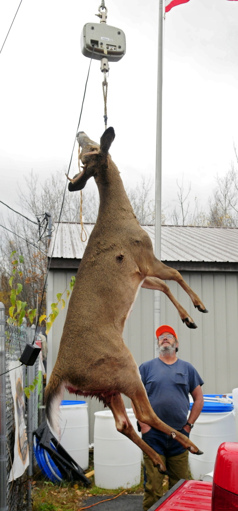 Edward Ayotte looks up to read the scale as his deer gets weighed Saturday at Audette’s Hardware in Winthrop. Ayotte’s deer, which he took in Mount Vernon, weighed in at 124.8 pounds.