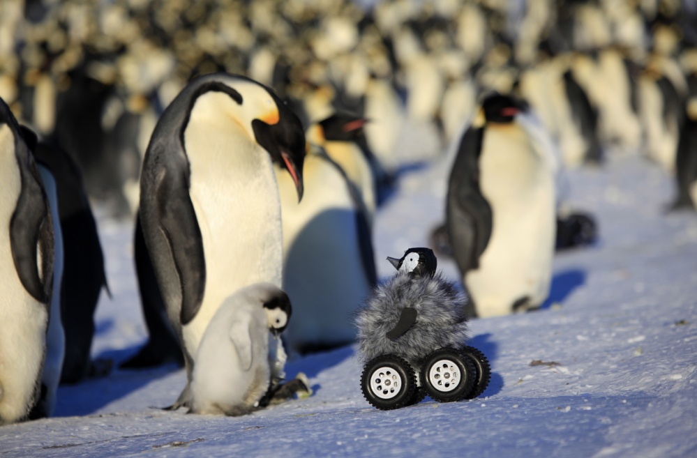 This remote-controlled motorized penguin chick equipped with a camera is seen at work in Adelie Land, Antarctica. The device – this is the fifth version – is so convincing that penguins don’t scamper away and sometimes even sing to it.