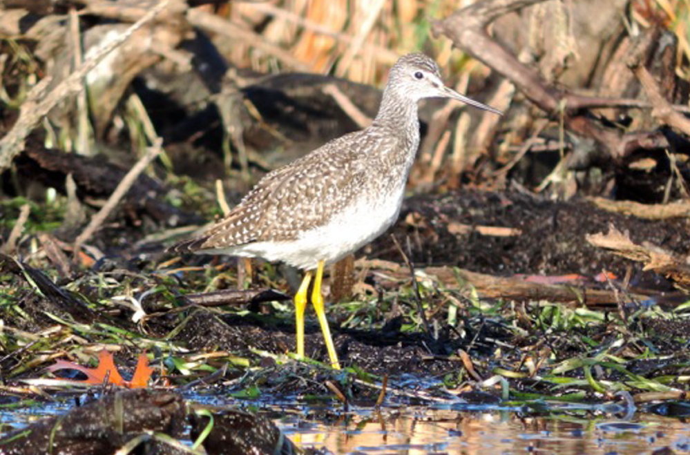 Greater yellowlegs are among the wildlife sightings on a sunny day during the fall canoeing season on Sabattus Pond.