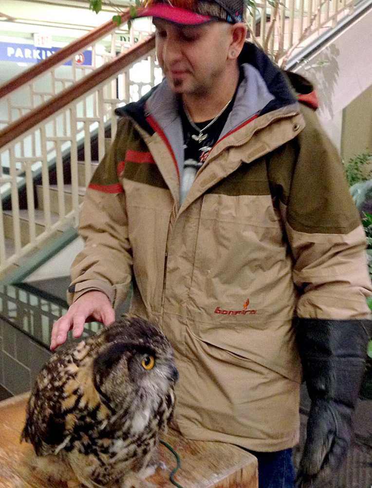 This European eagle owl attacked another bird, a Harris’s hawk, both part of the presentation of Talons! A Bird of Prey Experience. The display was set up near the fireplace at the University Mall lower level in Burlington, Vt., Friday  as part of the grand-opening celebration for L.L. Bean.