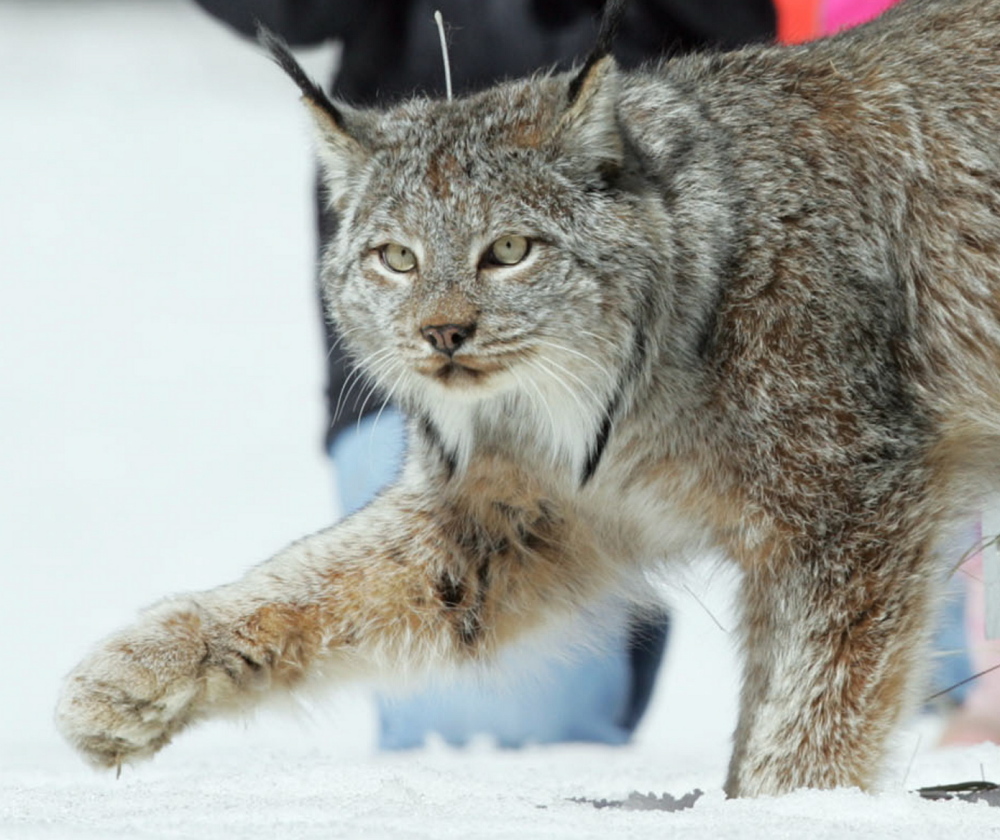 Maine is home to the East Coast’s only sizable breeding population of Canada lynx, a threatened species.