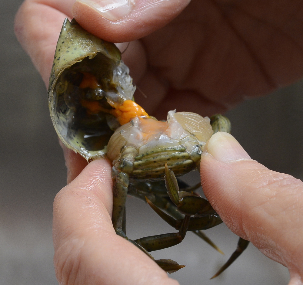 Carol Steingart prepares a live crab, which involves removing the top shell, the tail flap, the mouth part and the gills.