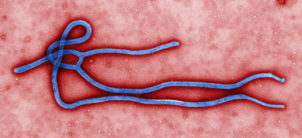 The Ebola virus. Many European and African officials argue that withholding drugs from Ebola study participants is unethical.