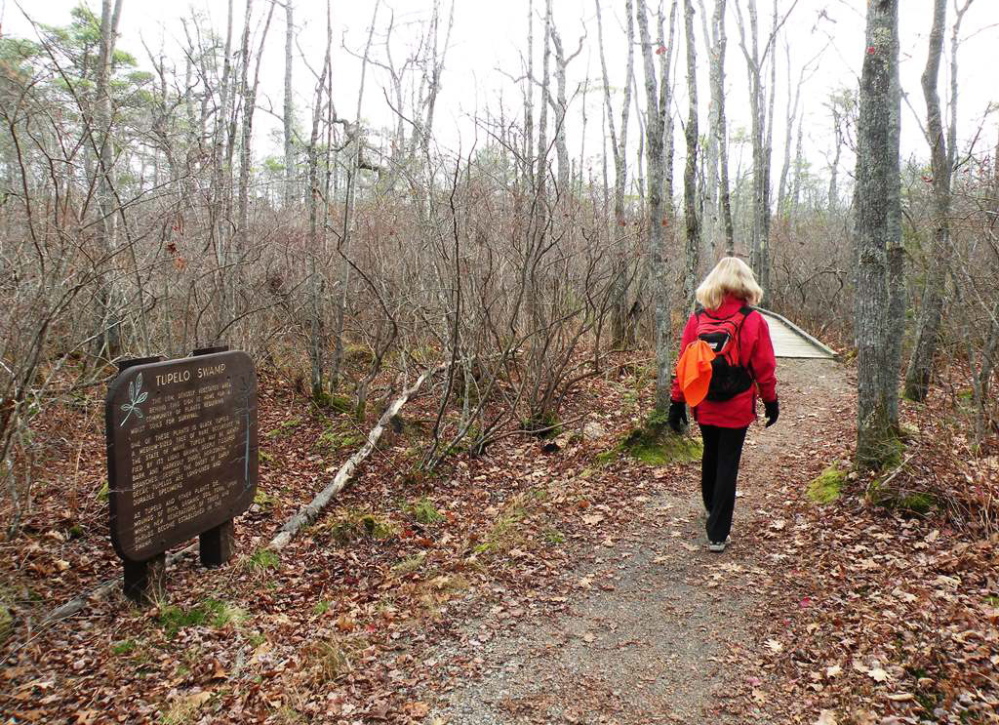 The Saco Beach Loop will take you through a tupelo swamp, populated by tupelo trees that are a source of hard, cross-grained wood for woodworkers and fruit for migrating birds.