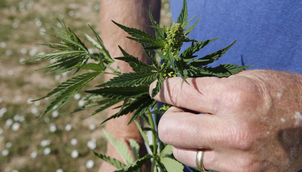 Hemp and marijuana are visually indistinguishable, causing headaches for law enforcers.