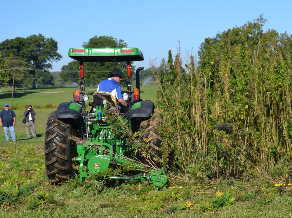 A tractor cuts hemp at a University of Kentucky research plot. A national effort seeks to end the long-standing federal prohibition on most hemp production by changing state policies. 