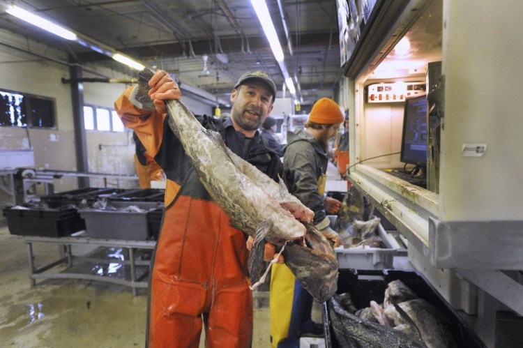 Nate Dunford holds a cod at the Portland Fish Exchange in March. A sharp decline in cod stocks led regulators to consider restrictions on lobster gear in areas where cod spawn, but those measures were rejected Wednesday by the the New England Fishery Management Council.