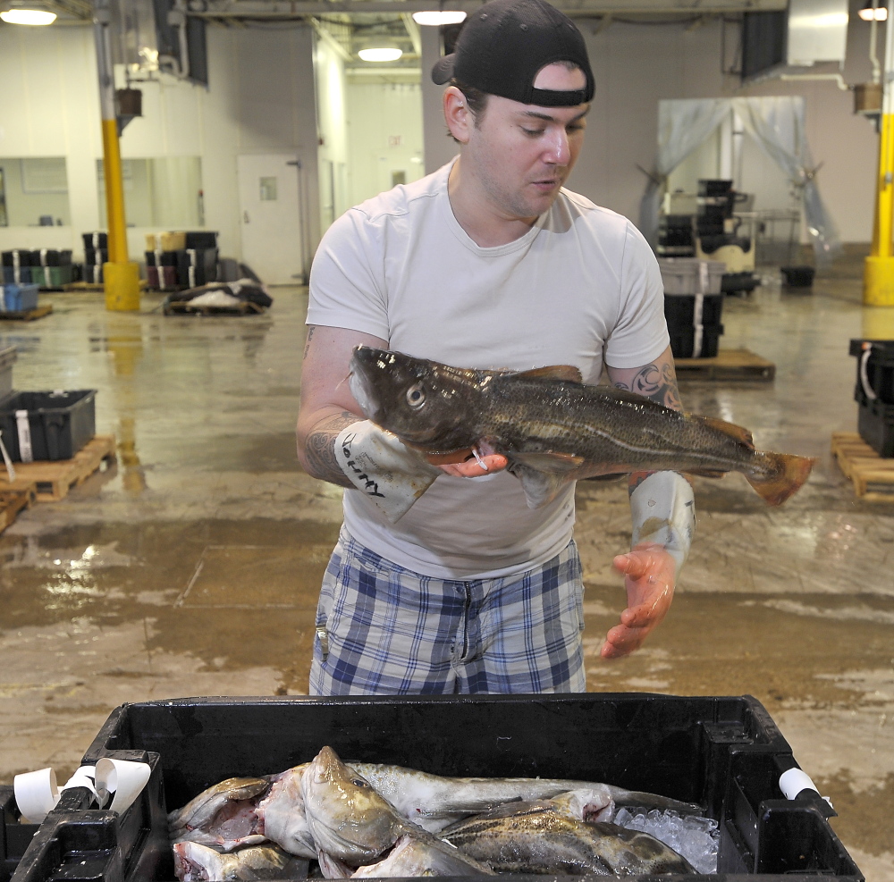 Fish buyer Scott Twiss of Portland inspects crates of cod at the Portland Fish Exchange prior to an auction.