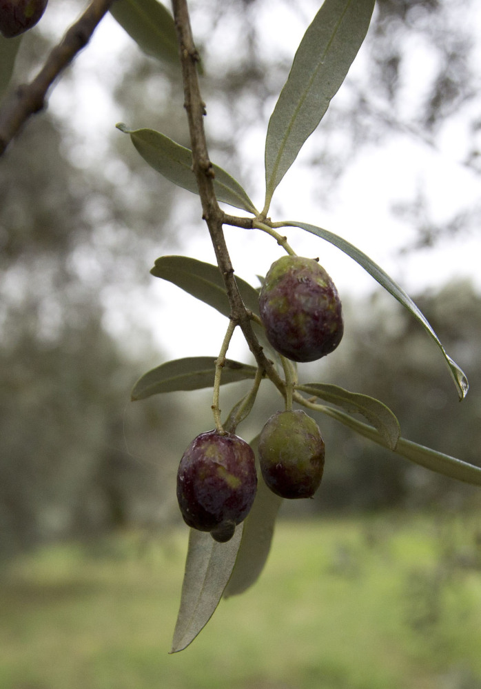 Damaged olives hang last week in one of Augusto Spagnoli’s 10,000 trees, some of which are over 1,600 years old.