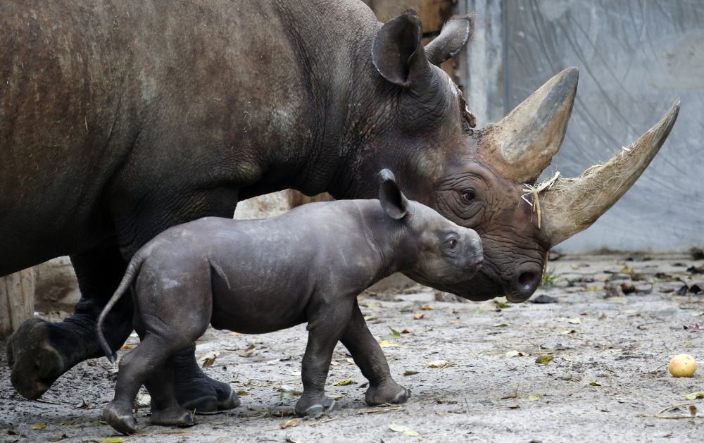 Demand for rhinoceros horns is rising in Asian nations, where some believe the horns can cure diseases such as cancer. As a result, the horns are more valuable than gold.