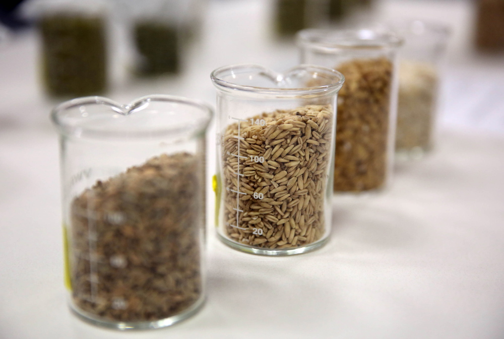 A selection of samples of hops and barley are seen in MillerCoors' Flying Hippo room. The room is the former fermentation laboratory that's been converted into an area that will be used for testing with focus groups and public tours. (Mike De Sisti/Milwaukee Journal Sentinel/TNS)