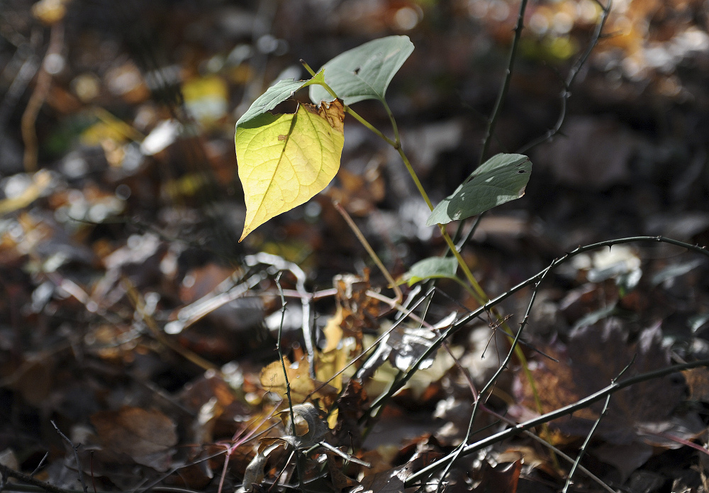 The invasive species known as knotweed grows in a wooded plot of land beside the North Street School in Greenwich, Conn. The Associated Press//Greenwich Time/ Tyler Sizemore