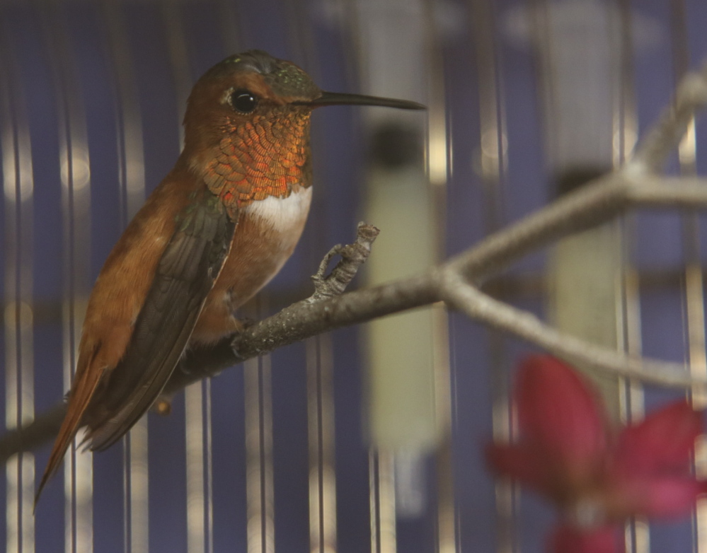 A Minnesota woman rescued this wayward rufous hummingbird from the cold and kept it in a cage at her house until it could be relocated to a warmer climate.