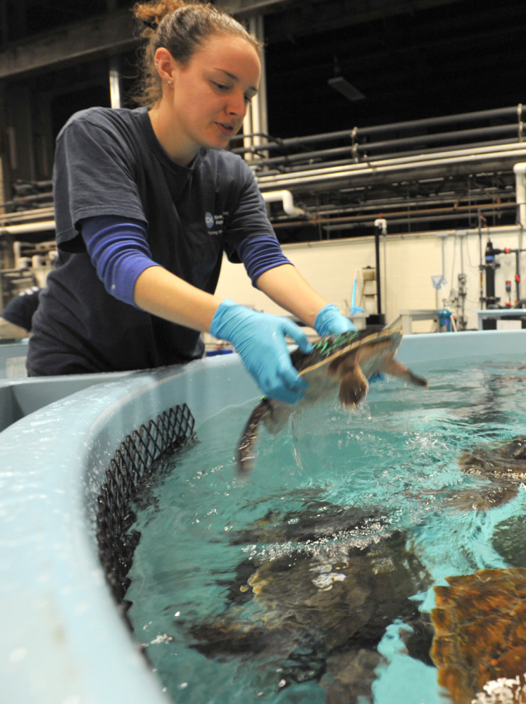 Marrisa Tardiani plucks a turtle from a holding tank at the New England Aquarium's facility in Quincy, Mass, Tuesday, Nov. 25, 2014, where 193 Kemps Ridley turtles were boxed for a drive to Joint Base Cape Cod and a Coast Guard flight to Orlando, Fla. The stranded turtles, weighing up to 10 pounds, were collected by the Massachusetts Audubon Society at Wellfleet Bay and were to be sent to marine rehabilitation facilities in Florida. (AP Photo/The Cape Cod Times, Steve Heaslip)  MANDATORY CREDIT; MAGS OUT; NO SALES; TV OUT