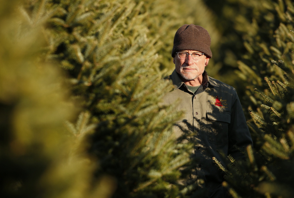 Jay Cox has been selling Christmas trees at The Old Farm Christmas Place in Cape Elizabeth for five years. “If you cut the tree, take it home and get it in water right away, it’s going to last a long time,” he said.