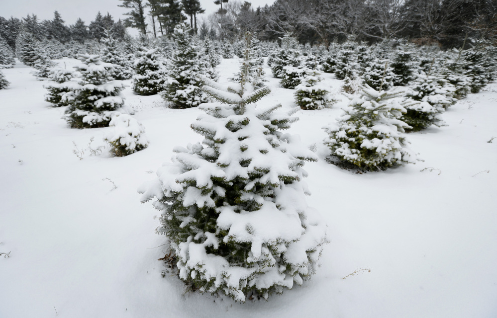 Fresh snow decorates the Christmas trees on the family-run Howell Tree Farm this week in Cumming, Iowa. After several tough years, the nation’s growers are happy to see higher prices.