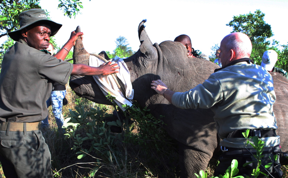 Rangers near Skukuza, South Africa, prepare a darted rhino for transport to an area safer from poachers. Rangers in Kruger National Park have conducted 29 such captures.