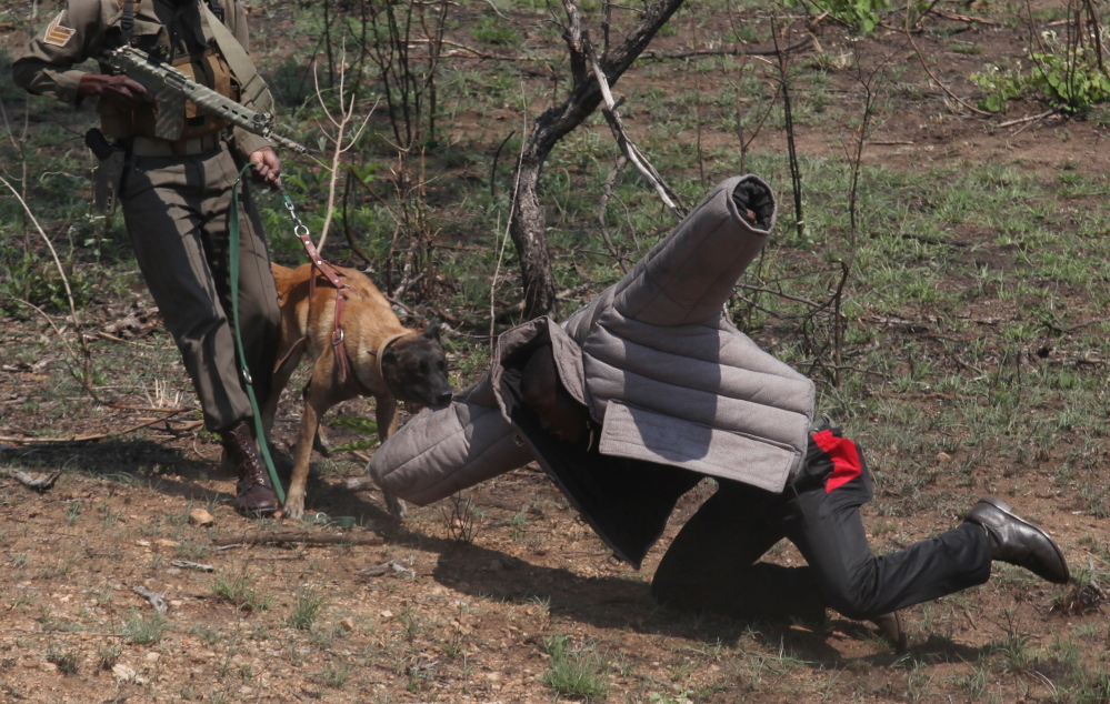 Rangers with their tracking dog re-enact how they work, in conjunction with a helicopter, to track down rhino poachers in the Kruger National Park near Skukuza, South Africa.