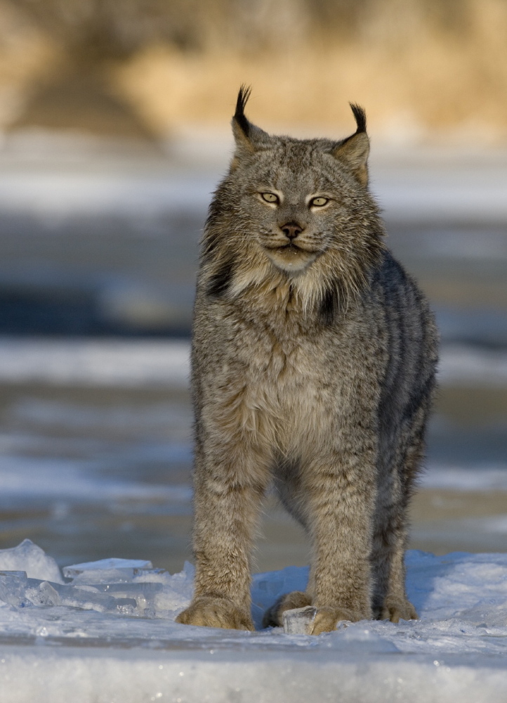 Environmentalists say federal approval of an “incidental take permit” endangers Canada lynx.