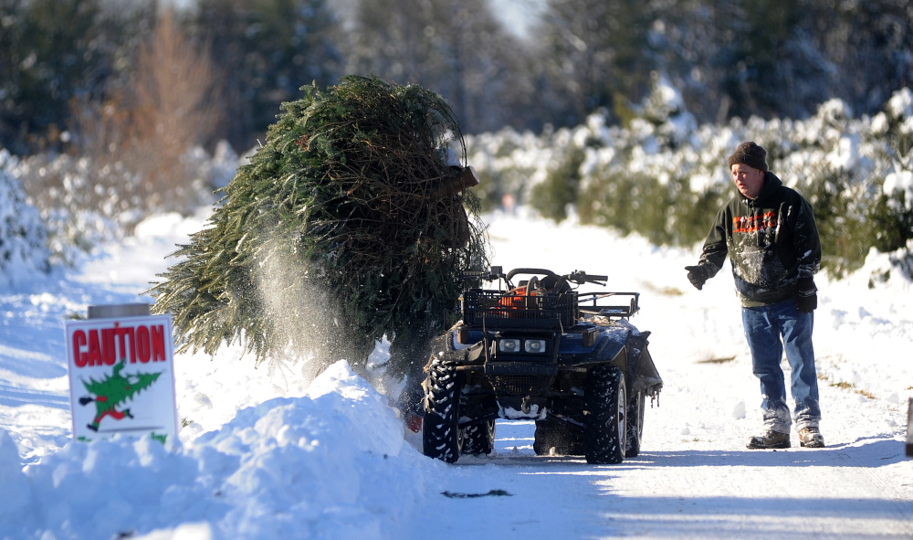 Jared Waraskevich loads a balsam fir onto a waiting four-wheeler as Mark Bellaire, right, watches on Saturday at Trees to Please in Norridgewock. The Bellaire family, of Clinton, visits a different tree farm each year in pursuit of the perfect family tree.