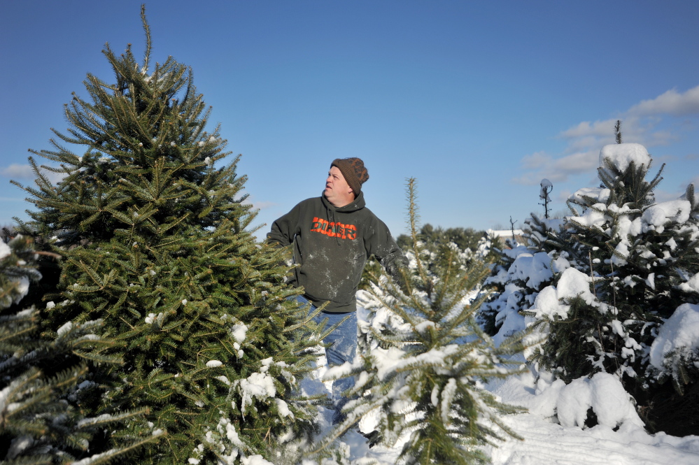 Mark Bellaire, of Clinton, inspects a balsam fir as his family’s Christmas tree Saturday at Trees to Please in Norridgewock.