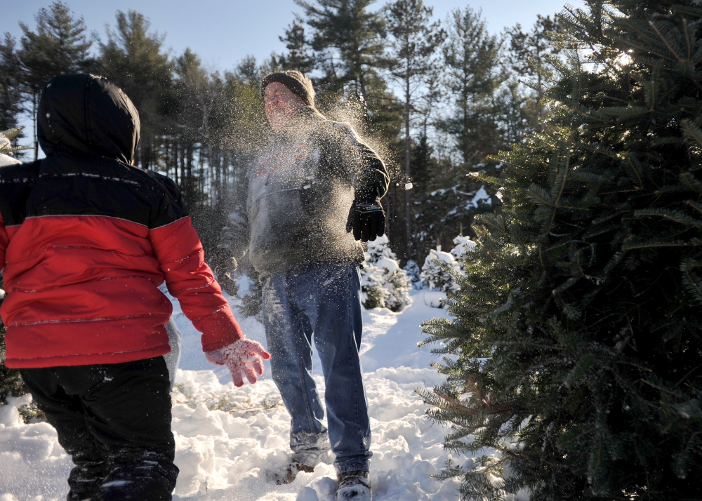 Jacob Bellaire, 8, pelts his father, Mark, with a snowball while hunting for the family Christmas tree Saturday at Trees to Please in Norridgewock.
