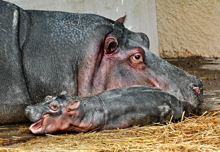 Los Angeles Zoo's female hippopotamus, Mara, went into labor on Friday and gave birth to a healthy calf. The Associated Press / Los Angeles Zoo