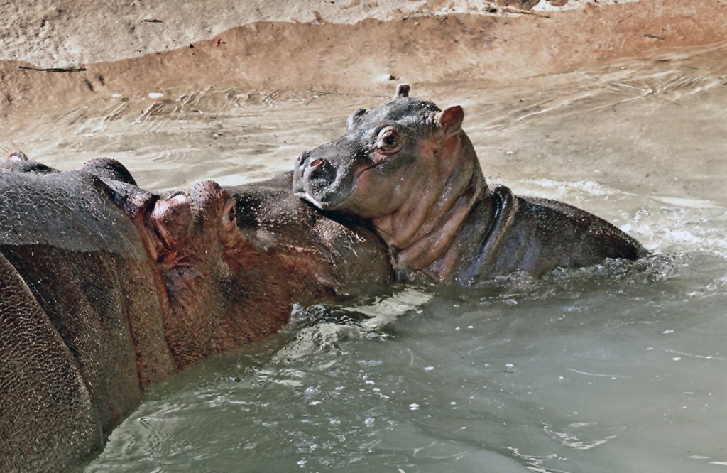Mara and her calf get acquainted at the Los Angeles Zoo. 