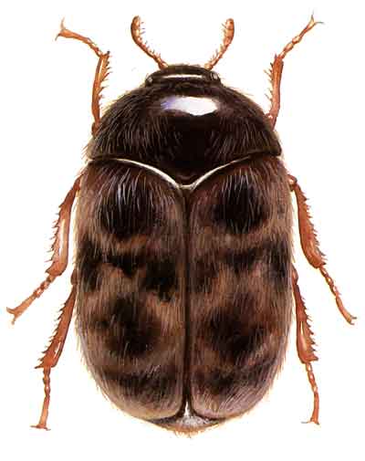 Adult khapra beetles are 1.6 to 3.0 mm long by 0.9 to 1.7 mm wide. They prefer hot, dry conditions and can be found in areas where grain and other potential food is stored, such as pantries, malthouses, grain and fodder processing plants. Wikipedia photo