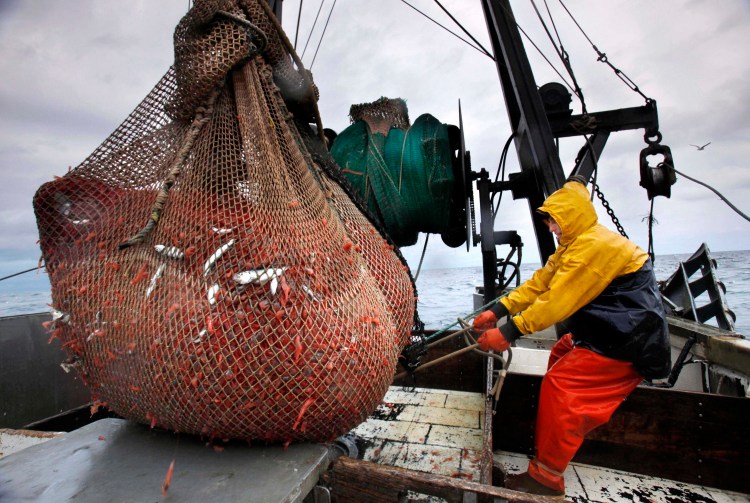 James Rich maneuvers a bulging net full of northern shrimp caught in the Gulf of Maine. Scientists say the Gulf of Maine shouldn't be fished for northern shrimp for a second straight season.