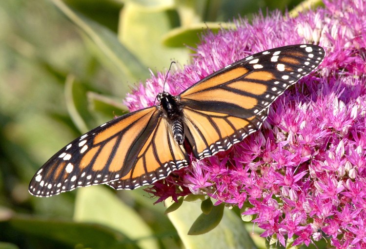 Monarch butterflies, like this one in a Gorham garden, have migrated to Mexico in healthy numbers this year.  