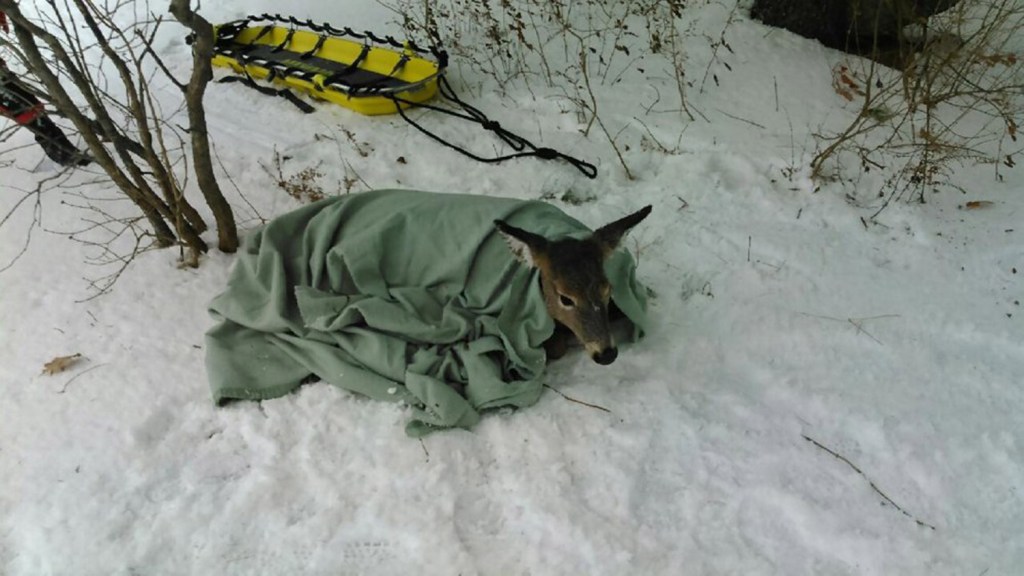 A doe is bundled in a blanket after being rescued Tuesday morning from the Kennebec River by members of the Skowhegan Fire Department and state game wardens. 
