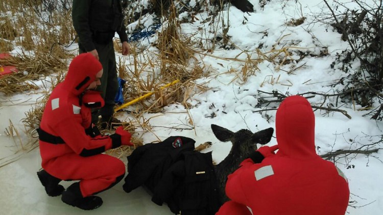 Crews from the Skowhegan Fire Department’s water rescue team and state Department of Inland Fisheries and Wildlife tend to a deer they saved from the thin ice on the Kennebec River in Fairfield on Tuesday morning. 