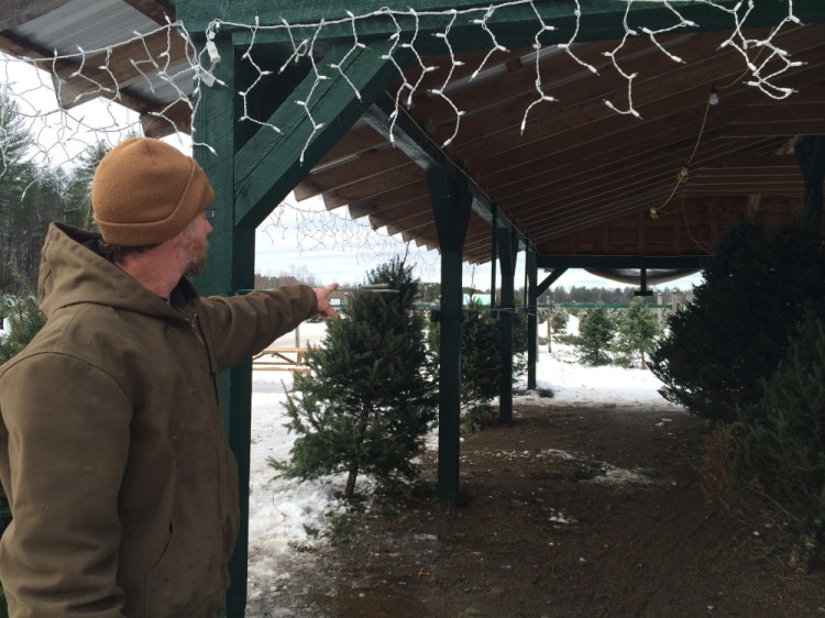 Todd Murphy, owner of Trees to Please in Norridgewock, points to the spot where he says about a dozen trees were stolen overnight Saturday. “We know theft is going on. and we’re trying to control it. It feels bad,” he says. Staff photo by Rachel Ohm