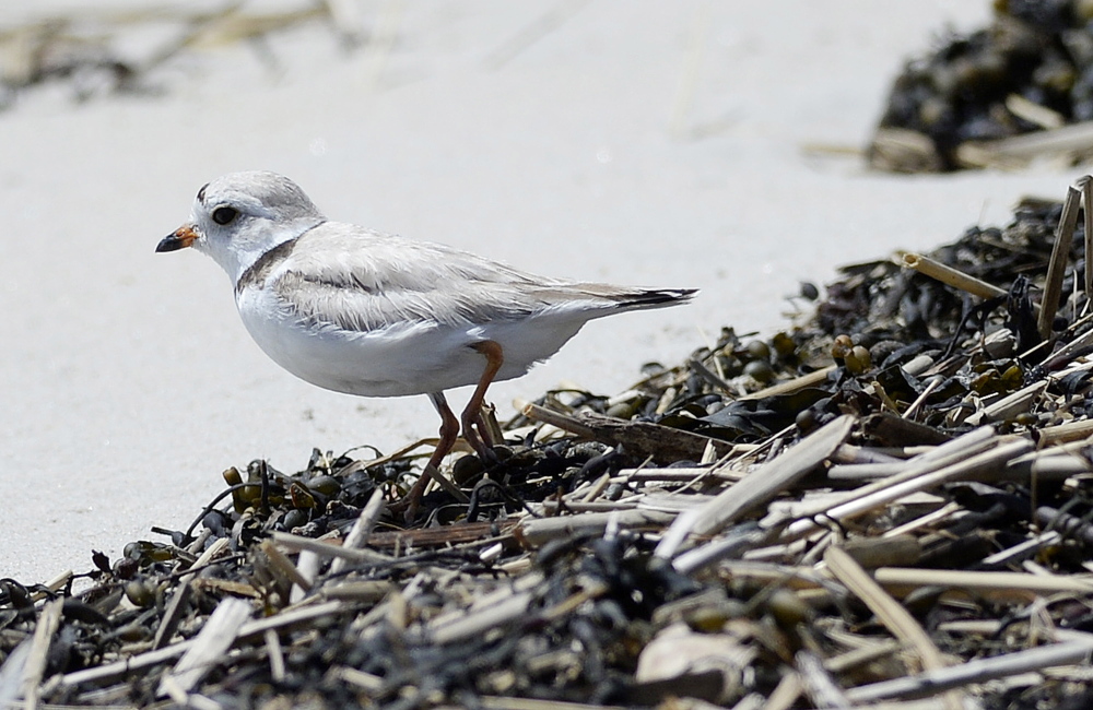 A piping plover in Old Orchard Beach last June.