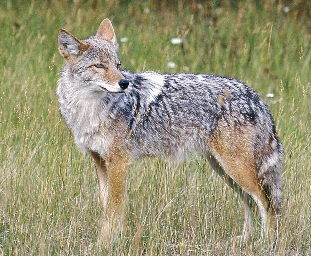 Year-round coyote hunting continues in California, but not for prize money.