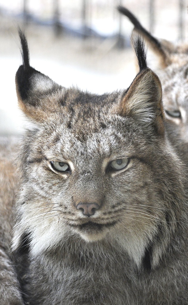 Although a threatened species, more lynx have turned up in Maine traps this year, with just one reported fatality.